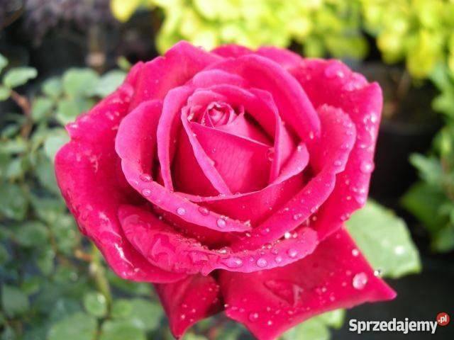 sadzonki-roz-roze-hurt-mazowieckie-radom-75023102